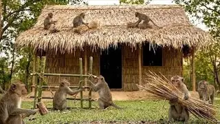 &ldquo;Monkeys Build Their Own Homes in the Wild!&rdquo; #monkey 