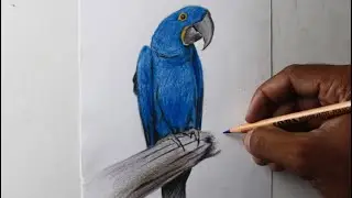 Como desenhar uma Arara Azul  ( demonstração )
