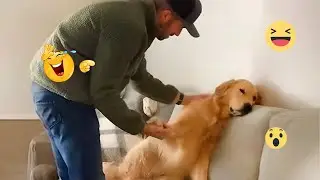 These Dogs Went Too Far 🤣 Funniest Dog Fails 2026 #15