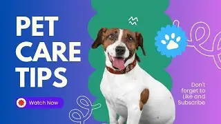 Help Us Bring Pet Madness Technology to the world and help save approx. 2 million dogs a year.