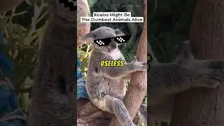 The Most USELESS Animal on This Planet! #koala