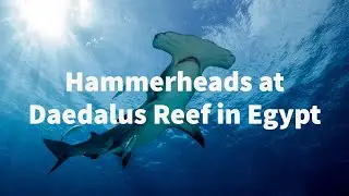 Hammerhead Sharks at Daedalus Reef in Egypt with Carlu Travel
