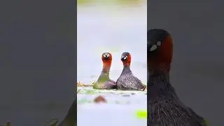 Hey, look at this pair of little grebes. They look around while stepping on the back, #sports