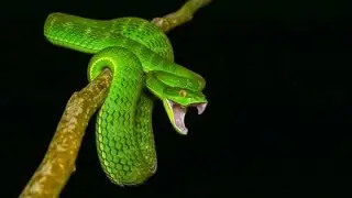हिरवा घोणस कसा दिसतो &hellip;. ? Bamboo Pit Viper snake venomous snake