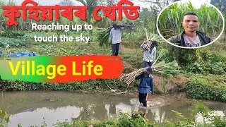 কুহিয়াৰ খেতিৰ Vlog Guys 2026 | @SkytubeAssam 