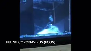 Feline Coronavirus (FCoV)