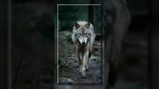 #ASIES EL LOBO NO PARTICIPA EN EL CIRCO