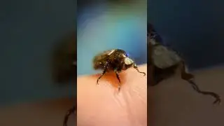 Golden scarab bug Mexican Anomala beetle close up Playa del Carmen Mexico macro insect life #nature