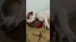 I love ❤️ #jrt #jackrussellterrier #JRT #dog #dogvideos #doglife