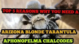 [TOP 5 REASONS] WHY YOU NEED A ARIZONA BLONDE TARANTULA