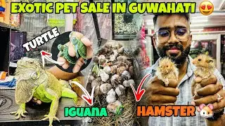 Exotic Pet Sale in Guwahati 😍/ Starting Price ₹30😱