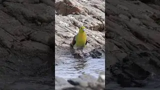 Green Pigeon 💛 Pigeons Heaven 💜 #viral #trending #kabutar #nature