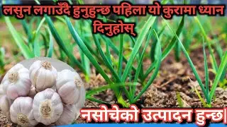Lasun kheti||Garlic||Garlic farming||Garlic planting||Growing garlic||hardneck garlic..