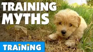 Top 7 Dog Training Myths | Bondi Vet