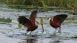 African Jacana