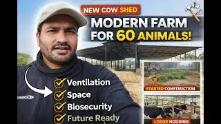 New Dairy Shed Construction 🚜 | Modern Setup for 60 Cows
