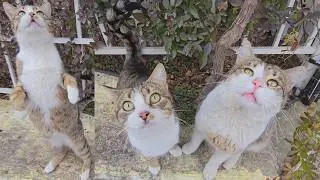 A Family of Tabby Cats Goes Crazy Every Time They See These People 🐾❤️ | Pure Joy & Trust