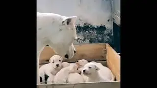 Mama dog disciplines her puppy! #viral #ytshorts #shorts