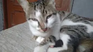 बिल्ली का बात करने का तरीका। #@catvid-19 #@shrihitt