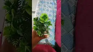 Home Tree Plants #treeplantation #shortvideo #viral #trending #shorts