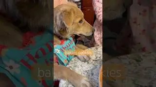 Making cookies with Professor meatballs #cooking #dog #puppy #funny ￼