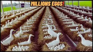 Modern Farm to Factory Millions Of Eggs | Duck Farming Technology