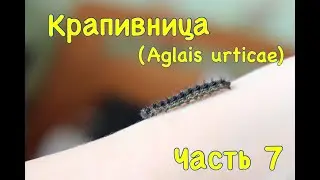 Метаморфоз крапивницы (Aglais urticae). Часть 7