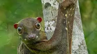 How long does a flying lemur live? Can a flying lemur be a pet? Do flying lemurs bite?