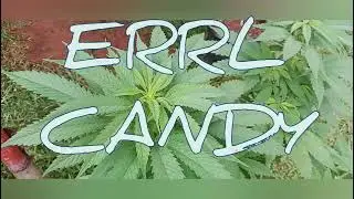 Lucid dreams in flower and amazing Errl candy:southbay genetics