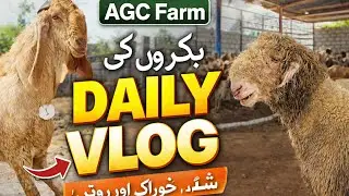 Daily Goat Farm Vlog 🐐 | Healthy Goats & Shed Tour | AGC Farm