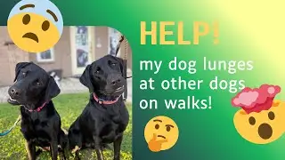 HELP! My dog lunges at other dogs on walks! | Middle Position