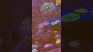New Corals and Marine Fish at The Aquatic Design Centre