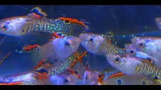 Silverado Crossbreeding Endler.Guppy  . Hybrid test #7 Our new strain. #Silverado tiger.