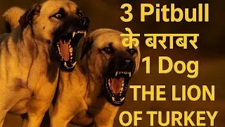 3 Pitbulls ke barabar ek Kangal Dog! | Lion of Turkey | Gurman Pets 🥵🥵