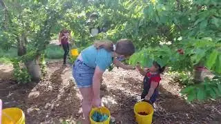 u pick cherries 2021