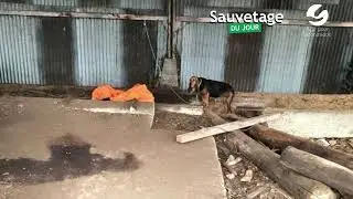 Sauvetage du jour : Olga, qui vivait à l'attache chez un récidiviste...