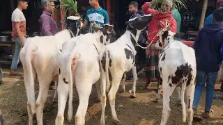 @আজ ২৯ জানুয়ারি ২৬ | ফ্রিজিয়ান বকনা বাছুর গরুর দাম | রানীগঞ্জ হাট | দিনাজপুর 