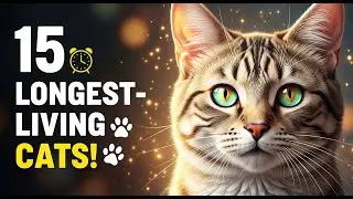 Top 15 Longest Living Cat Breeds - Secrets to Their Long Life!