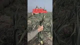 NARC HG1Garlic Grower Pakistan 03451131577 / 03007531344