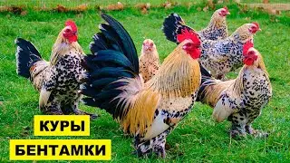 Разведение кур Бентамок как бизнес идея | Куры Бентамки