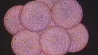 the powerhouse of the cell
