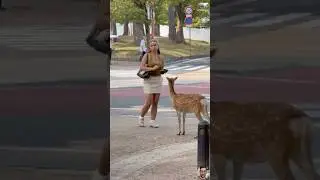 Funny Animal Clips from the Wild #shortvideo #animals #pets