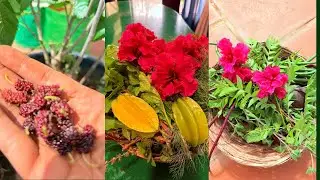 Morning harvest vibes with aromatic dill & pretty hibiscus 🌺 💚#mygreenishnest #terracegarden