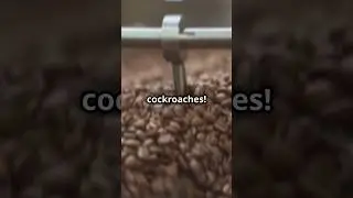 The Shocking Connection Between Cockroaches and Coffee Revealed       #cockroaches #coffee #shocking