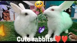 most new rabbit video .. So Cool .. beautiful & Cute Rabbits #15th crazy rabbits