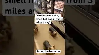 -#tinydog #funny #pets  #animals #smallpets 