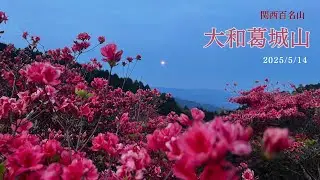 【大和葛城山】一目百万本のツツジを求めて！最高の開花時期！水越峠からダイヤモンドトレイル往復コース