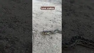 Gopher snake on the trail during last nights hike. #snake #snakes #hike