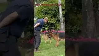 CQP GSD Training #cqptraining #bitetraining #gsdtraining #gsdshorts#germanshepherddogs#intense#jojo