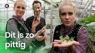 Hoe wordt wasabi gemaakt? I DZDZ